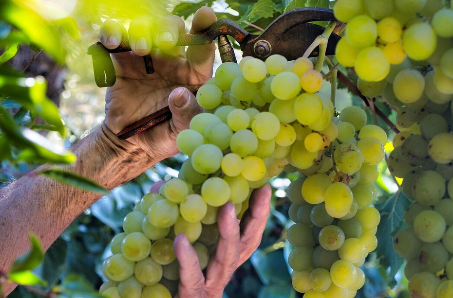 premièrement le fruit est mur comme les personnes les couples les institutions qui pensent que le temps est venu d'écrire leur histoire de la transmettre dans leur jus, dans leur voix, cadeau inestimable dans les transmissions des biens immatériels. mes racines contiennent l'engagement professionnel à venir